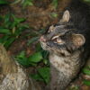 The Iriomote cat (Prionailurus bengalensis iriomotensi).