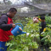 Young people at Macatumbalen are trained by their parents to co-manage the community nursery where the tree seedlings are grown and regularly watered.
