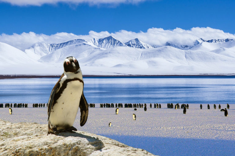 Penguins in the Antarctic.