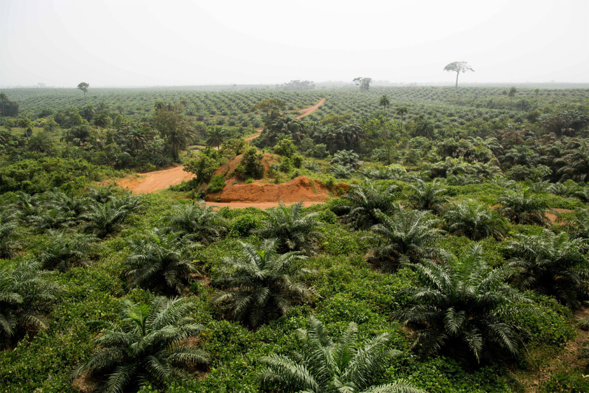 The Socfin Group’s oil palm and rubber plantations occupy 190,000 hectares (469,500 acres) in eight countries in West and Central Africa, and two in Southeast Asia.