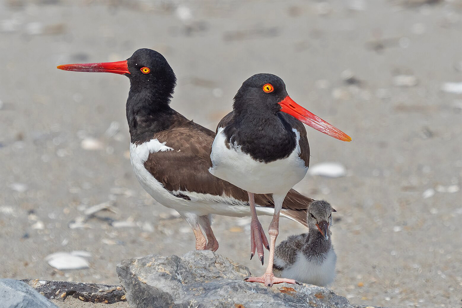 American oystercatchers and chick on Fort Tilden Beach, New York. 