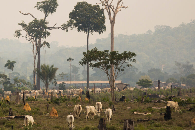 Cattle raising in recently destroyed forestland in the municipality Aripuanã, in Mato Grosso state.