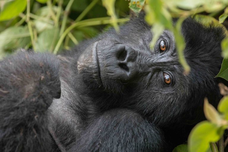 A Grauer's Gorilla in Kahuzi-Biega National Park in the Democratic Republic of the Congo in late 2016. There are fewer than 4,000 of the gorilla subspecies left. Photo by Thomas Nicolon
