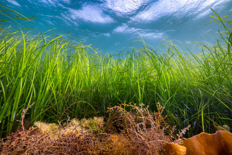 A seagrass meadow in St Michaels Mount, Cornwall. Image courtesy of Lewis Jefferies.
