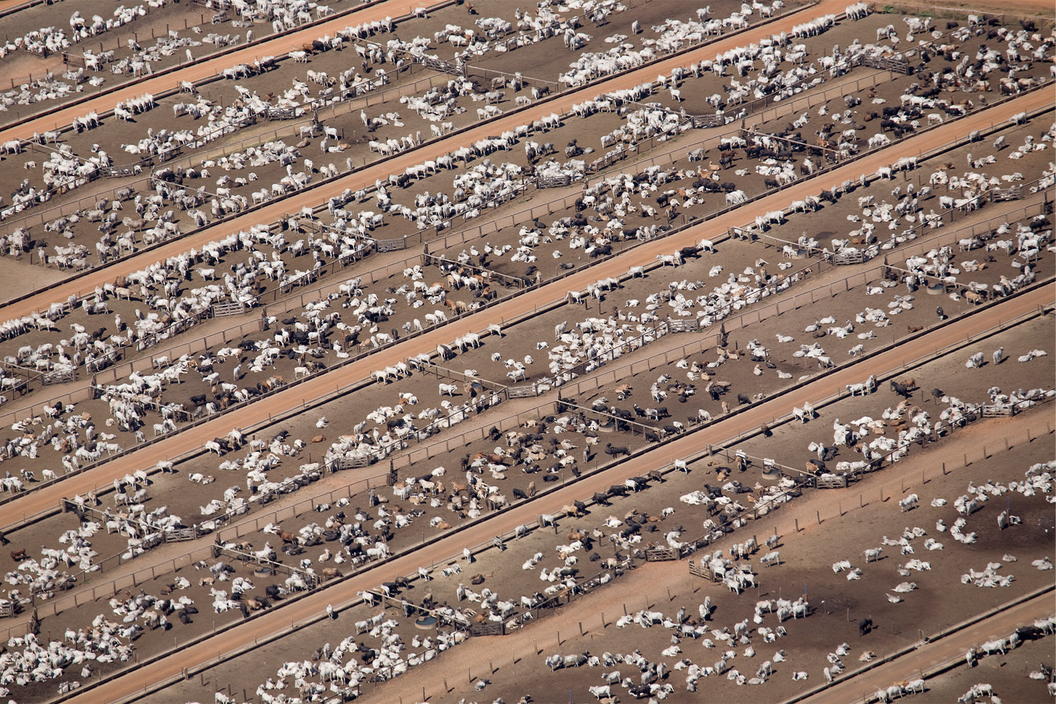 Extensive cattle ranch Estância Bahia, in Água Boa, Mato Grosso state. 