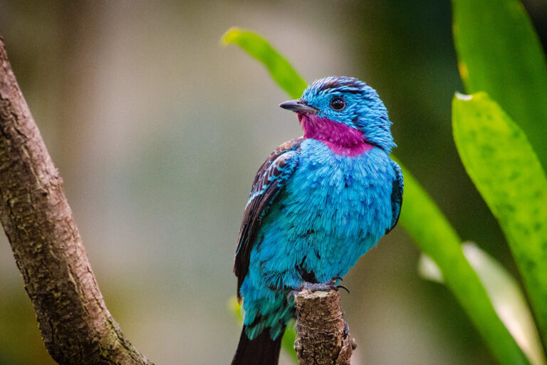 Spangled cotinga in Guyana. Image by Mathias Appel via Flickr (CC0 1.0).