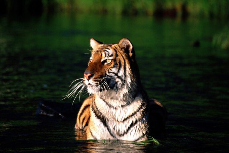 Nepal nearly tripled its tiger population in 12 years.