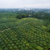 Palm oil plantations in West Kalimantan, Indonesia.