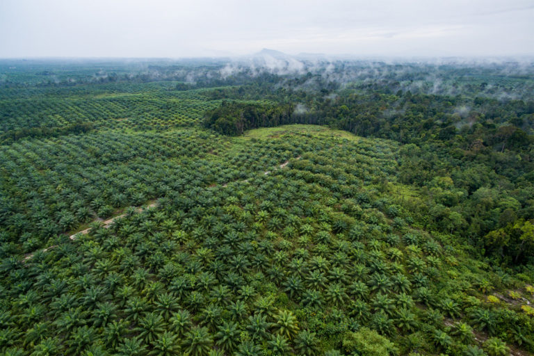 Palm oil plantations in West Kalimantan, Indonesia.