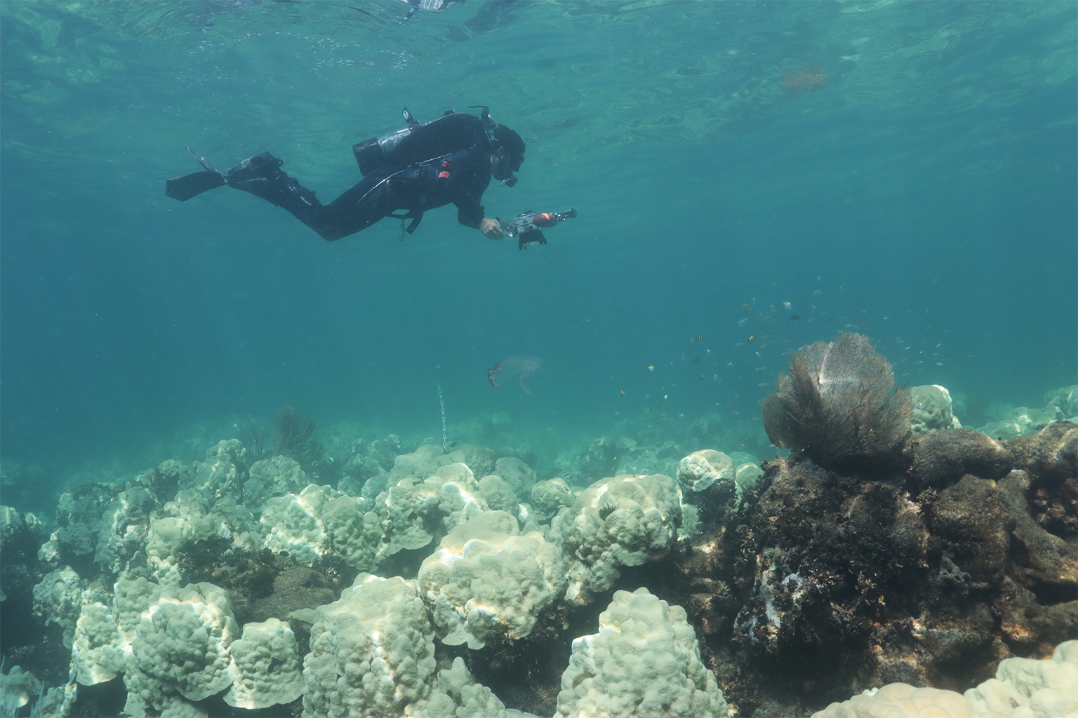 A diver swims across bleached coral along Cheeca Rocks, Florida Keys.