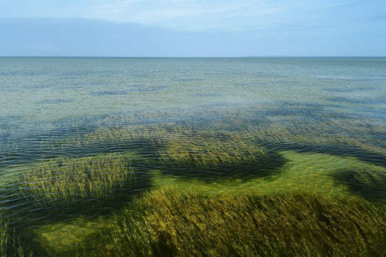 Seagrass meadows on the Susquehanna Flats, at the head of Chesapeake Bay. Image by Peter McGowan/USFWS (Public domain).