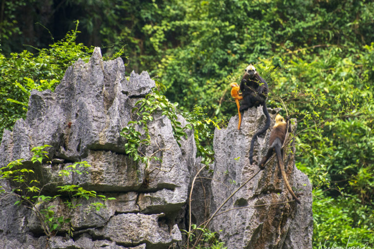 The youngest Cat Ba langur, which was recorded last week, sits with its mother atop a limestone tower, while a juvenile langur climbs nearby. Photo by Neahga Leonard for the Cat Ba Langur Conservation Project.