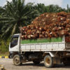 A truck with Oilpalm fruits is entering Fajar Harapan Palm Oil Mill.