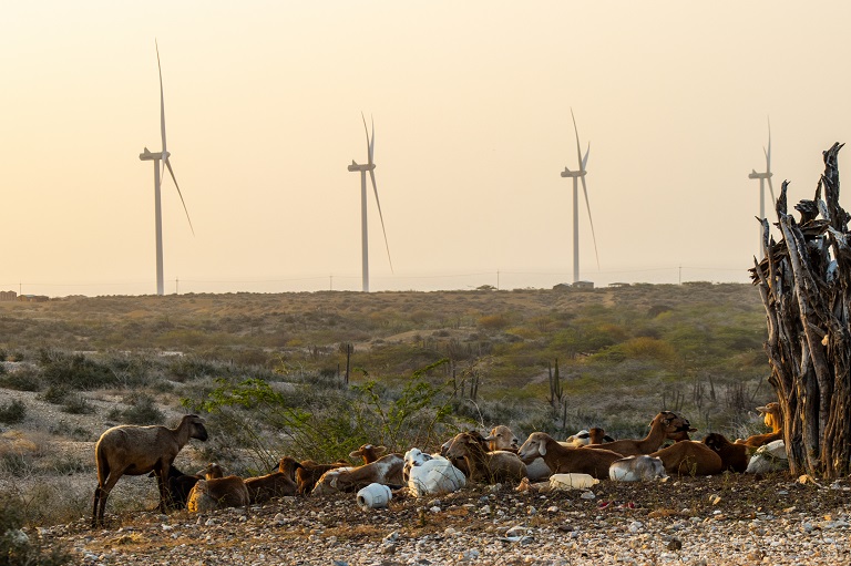 goats wind farm