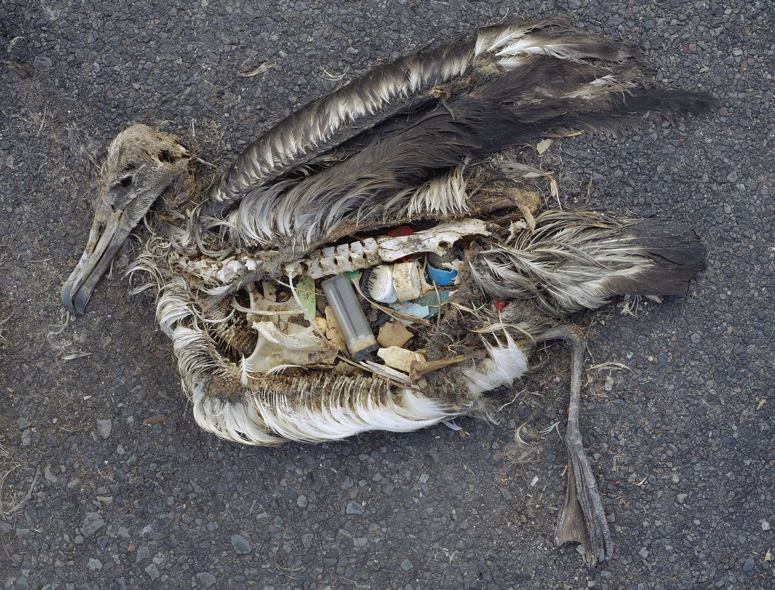 The unaltered stomach contents of a dead albatross chick include plastic marine debris fed the chick by its parents.