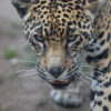 Jaguar. Photo by Rhett A. Butler.