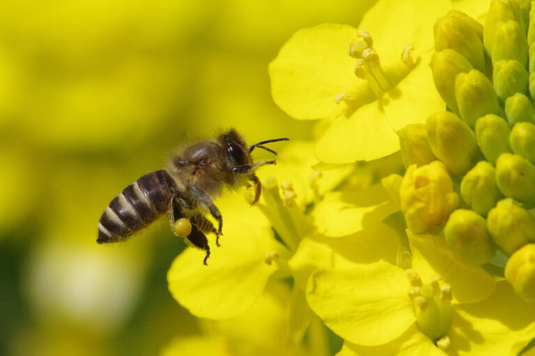 An Asian honey bee on a yellow flower.