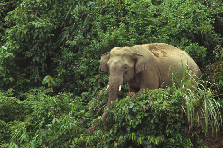 An Asian elephant in a forest in Bangladesh