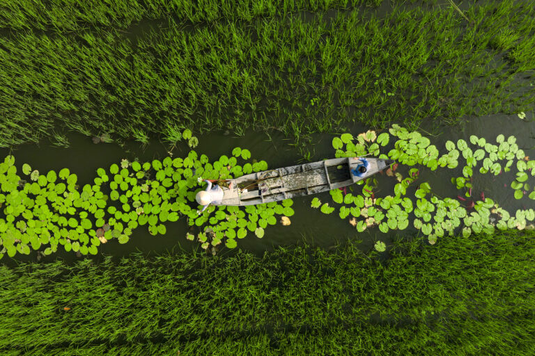 Rice farmers in Vietnam