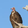 A hooded vulture