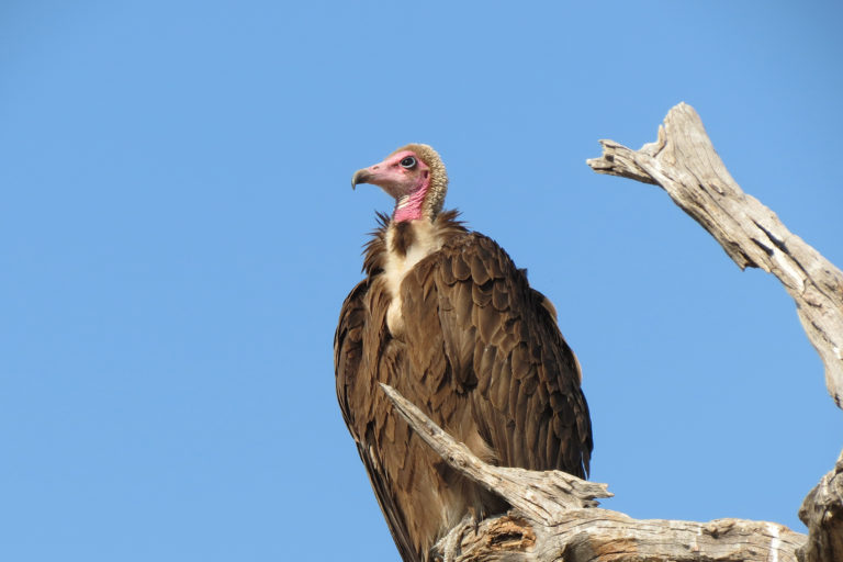 A hooded vulture