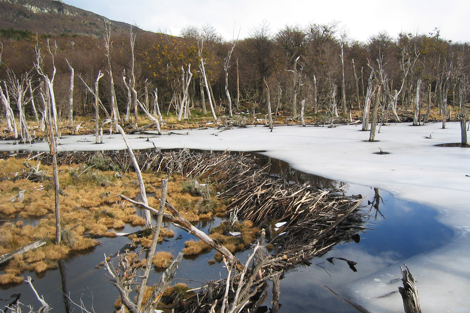 North American beaver dam in Tierra del Fuego, Argentina, where the animal is invasive. 