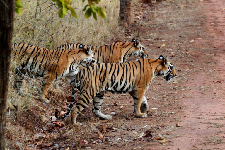 Three Bengal tigers in India.