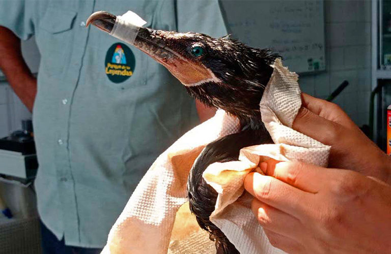 A bird rescued from the oil spill is cared for by personnel from the national wildlife agency, SERFOR. Image courtesy of SERFOR.