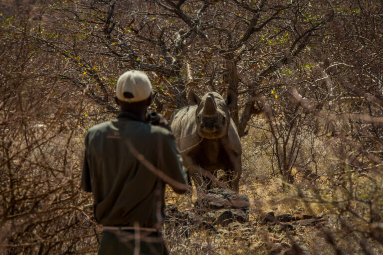 Rhino tracker with their back to the camera in the foreground, looking at an alert black rhino in the middle ground. Image by Ultimate Safaris.