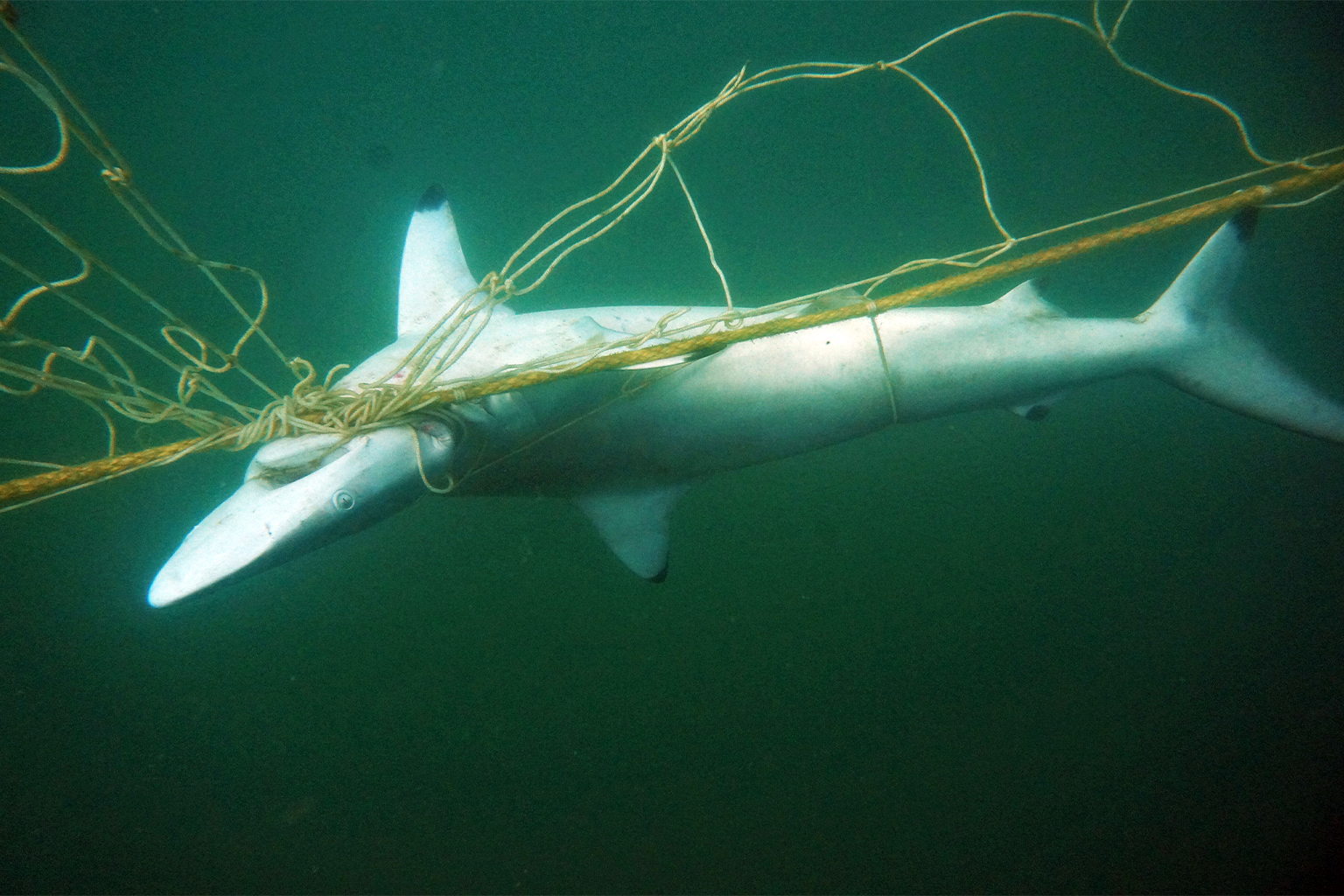 Blacktip shark (Carcharhinus melanopterus) caught in a NSW shark net.