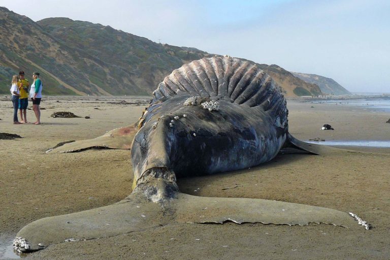 A bloated humpback whale on a beach in California, U.S.
