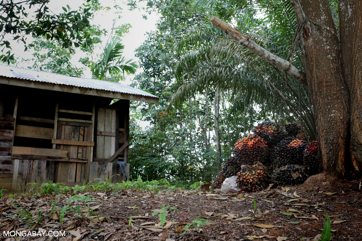 Pile of harvested oil palm fruit.
