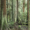 Forest in British Columbia. Photo: Rhett A. Butler