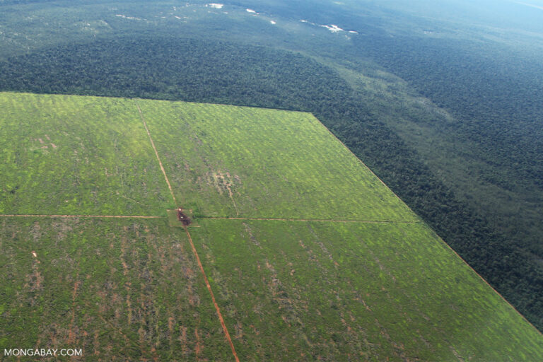 The link between illegal deforestation and cattle ranching, like in this area of the Mato Grosso state, has already been proven by many studies.