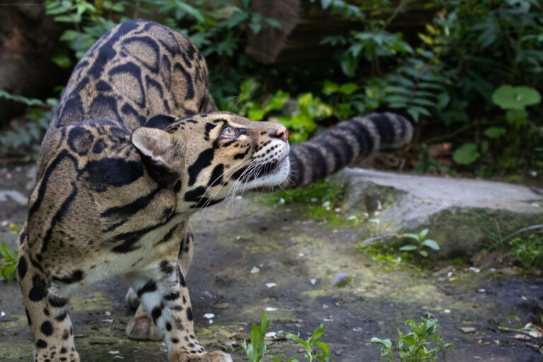 The clouded leopard (Neofelis nebulosa) is called dhwase chituwa in Nepali (which translates to smoky leopard) for its unique pelt.