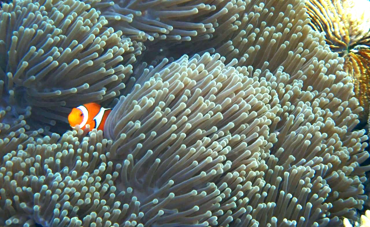 A clown fish amidst anemone in Gili Batu's waters.