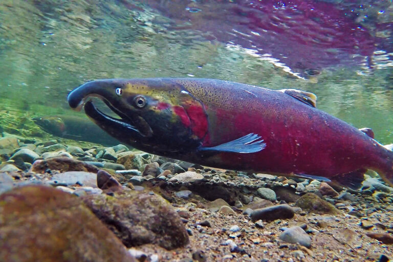 A coho salmon spawning.