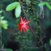 Red passion vine flower in the Colombian Amazon. Photo by Rhett A. Butler.