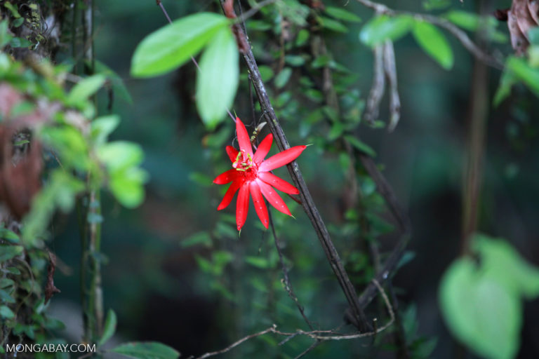 Red passion vine flower in the Colombian Amazon. Photo by Rhett A. Butler.