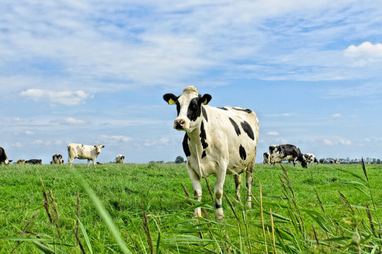 A dairy cow in a farm in the Netherlands.