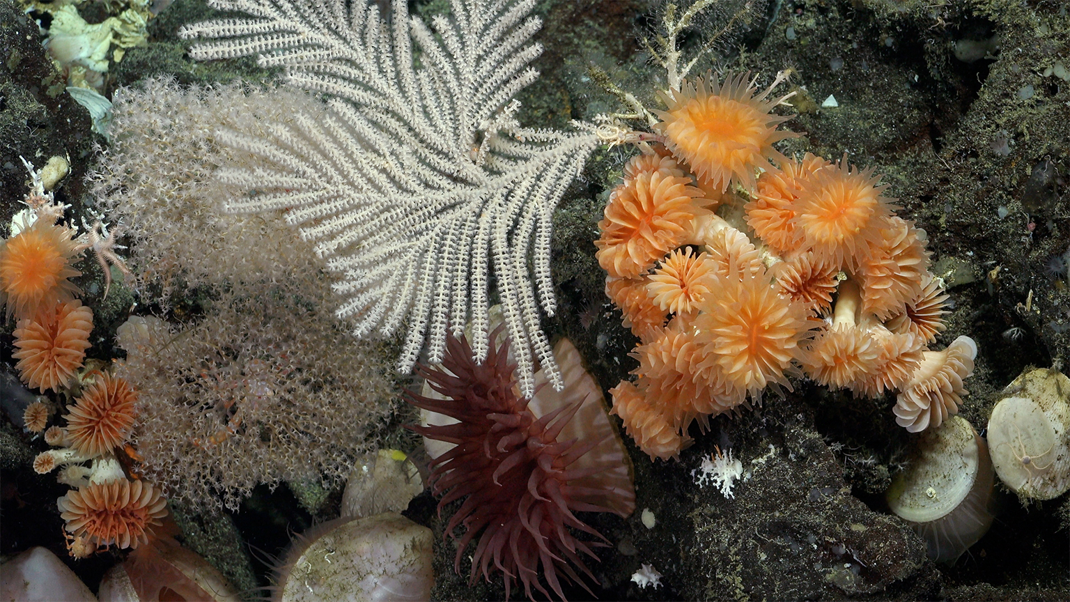 Corals documented by ROV SuBastian as it dove at a site on the northern side of Isabela Island.