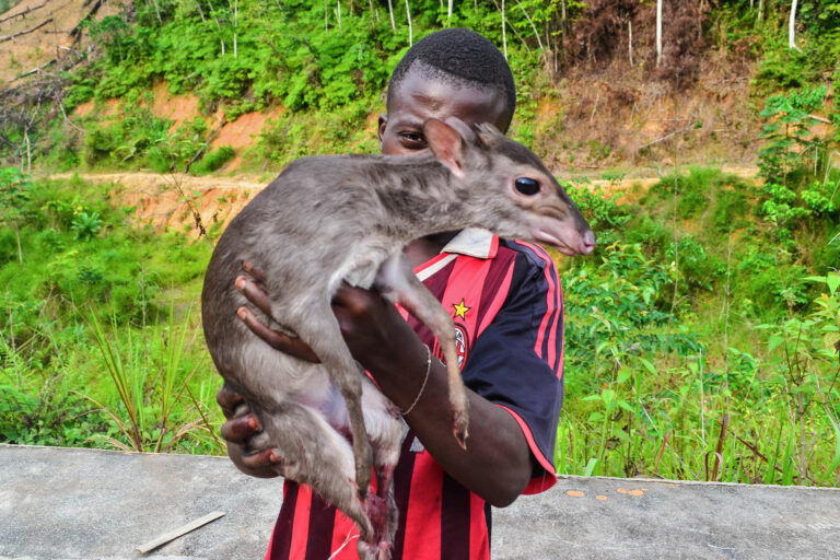A deer catptured for bushmeat in the DRC.