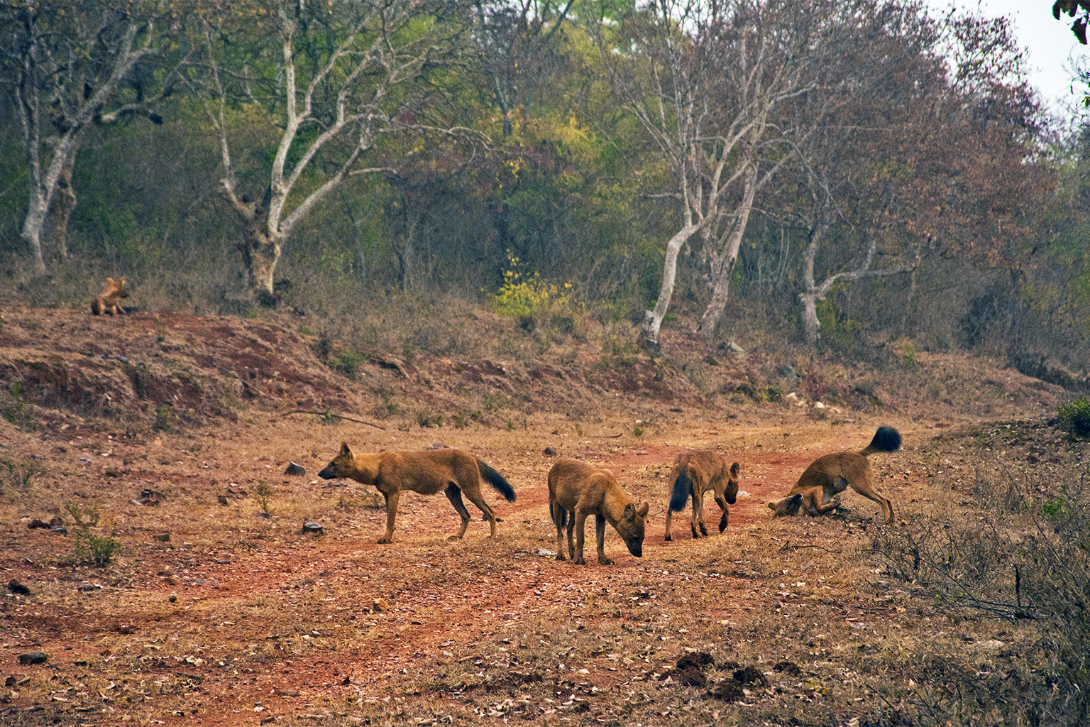 A dhole pack.
