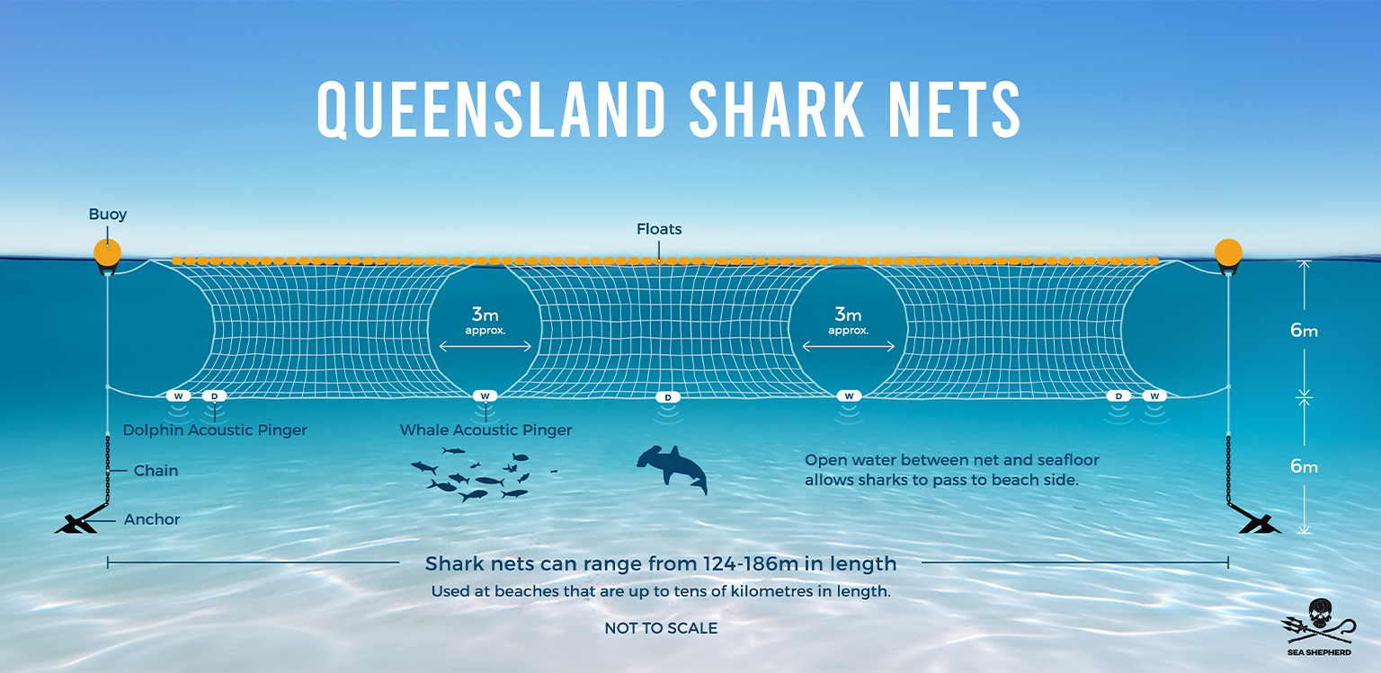 Illustration of a shark net used in Queensland.
