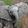 An African elephant calf in kruger National Park, South Africa.