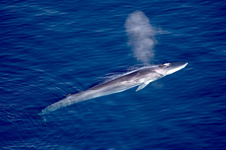 Fin whale. Image courtesy of Aqqa Rosing-Asvid via Wikimedia Commons, CC BY 2.0.