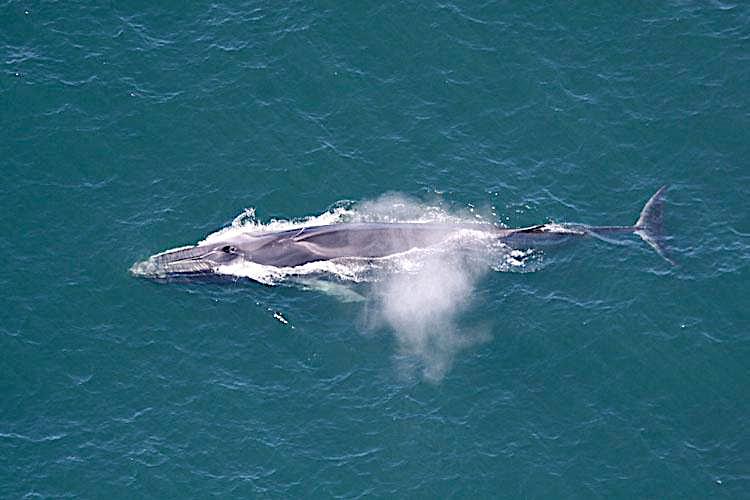 Fin whale. Image courtesy of NOAA Fisheries.