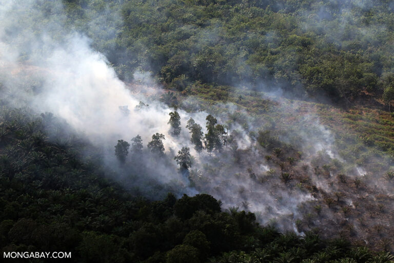 Haze rising from an oil palm plantation and forest in Riau province.