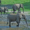 Forest elephants in the Congo Basin.