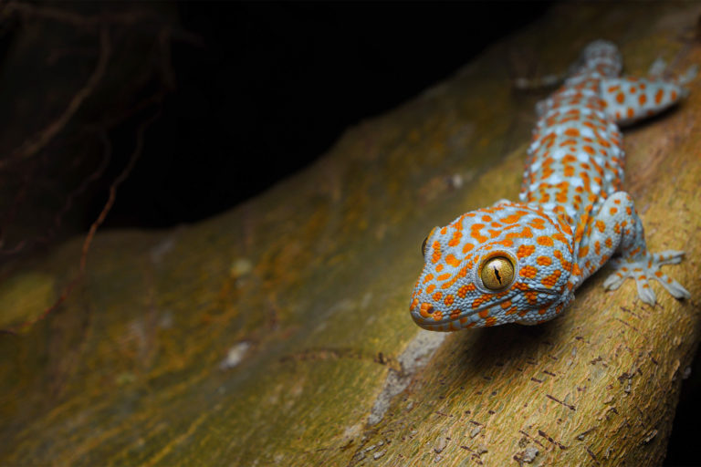 A tokay gecko.